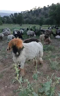قوچ