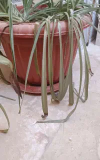 ۲ عدد گلدان پلاستیکی بزرگ