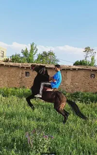 زین اسب