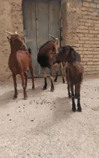 بز کهره شیردار