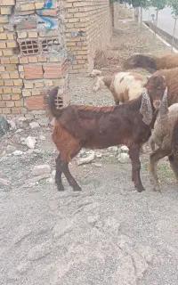 نر بزغاله پاکستانی قلم دار