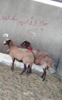 گوسفند