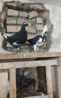 پرشی جفتگاه