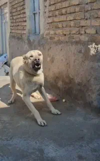 سگ اصیل سرابی
