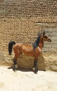 کره سراج کیانی