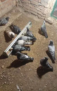 اهوازی