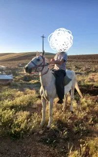 مادیان