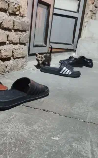 گربه