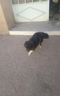 سگ پاکوتاه