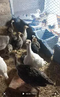 جوجه بوقلمون ۱ ماهه