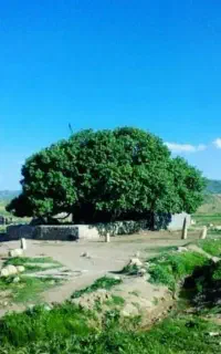سرکارگری زمین کشاورزی