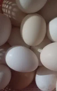تخم مرغ محلی
