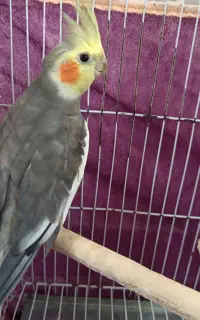 عروس هلندی نر سخنگو