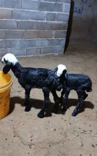 بره شالی شیر خور