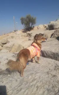 سگ گم شده