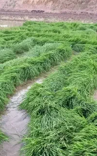 چلتوک عنبربو