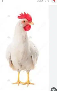 کارگر ساده برای همکاری در مرغداری
