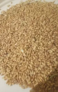 گندم اذر2درجه یک