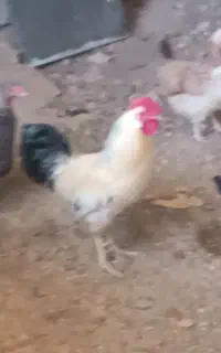 خروس کردی