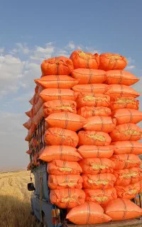 کاه گندم تحویل