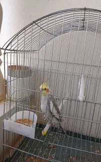 طوطی