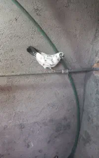 کبوتر پرش سنگین