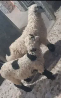دوتا بره نر