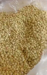 عدس کشت تازه