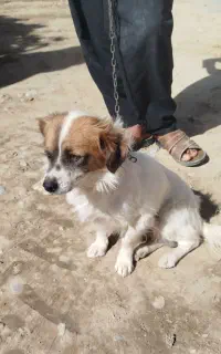سگ شیتزو نر