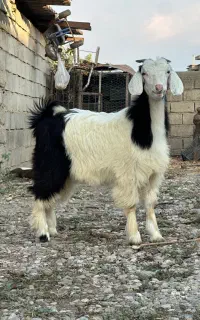 3راس بزغاله ماده دانه ای