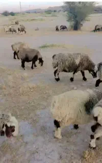 ۱۲۰ راس میش ترکی