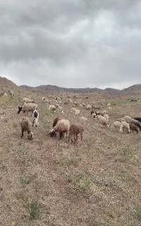 چوپان