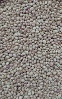 لوبیا چیتی محلی عدس نخود لیمو پخت خورده برنج تضمین