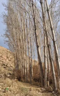 خرید و فروش چوب خریدار چوب