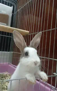 بچه خرگوش