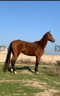 اسب مادیان ترکمن خالص به نام گل رزان