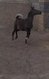 کره و مادیان ترکی