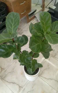 گل فیکوس لیراتا