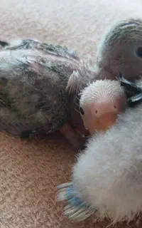 کوتوله سرلاکی،عروس سرلاکی ودونخور