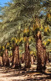 هرس ،سم پاشی ،خوشه بندی نخل (مغ بندی) وبرداشت خرما