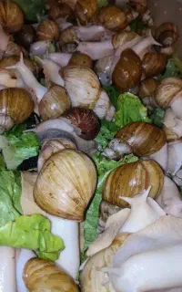حلزون آچاتیناآابینو و تخم کلاژن ساز قوی پوست