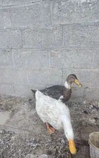 دو عدد اردک ماده