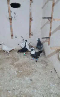 کبوتر