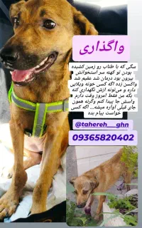 واگذاری سگ