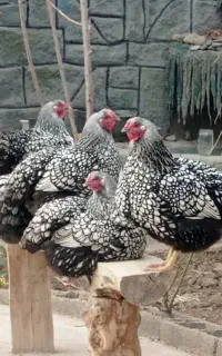 یمرغ و خروس