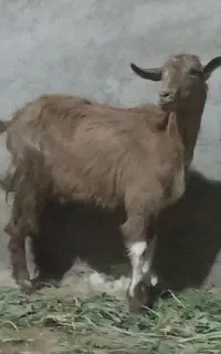 بزغاله ماده جنس بی شاخ