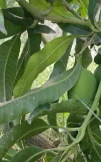 نهال انبه چهارفصل