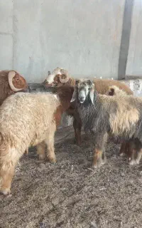 فروش بره