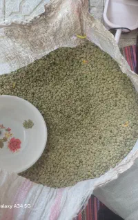 عدس درجه یک