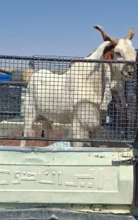 نربز